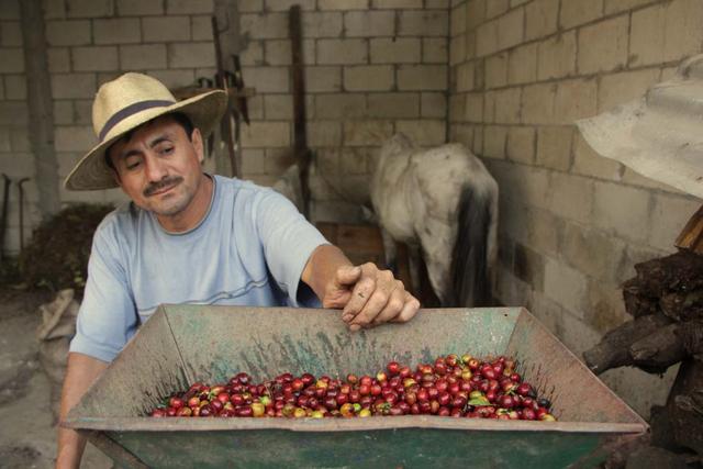 Guatemala Tourism Best Coffee
